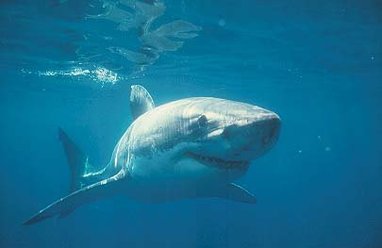 A great white shark swimming toward the camera. It is surrounded by a blue expanse, however the surface of the ocean can be seen. The sun rays are shining off the top of the shark.
