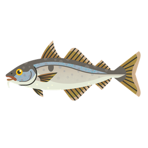 Haddock