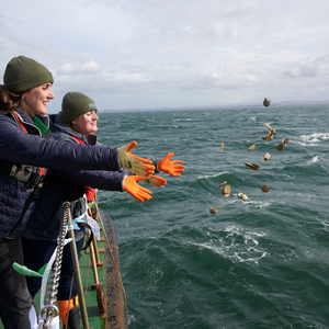 An action shot of two people wearing navy coats, grey beanies and orange gloves throwing European flat oysters into the ocean. They are standing on a boat to the left of the image. There are several oysters in midair to the right of the image.