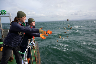 An action shot of two people wearing navy coats, grey beanies and orange gloves throwing European flat oysters into the ocean. They are standing on a boat to the left of the image. There are several oysters in midair to the right of the image.