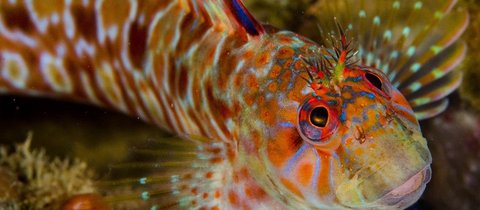 A close‑up underwater photo of a brightly colored fish with intricate orange, blue, and red patterns across its body and face. The fish has large, vivid eyes and delicate, translucent fins with spotted markings, set against a rocky, coral-like background.